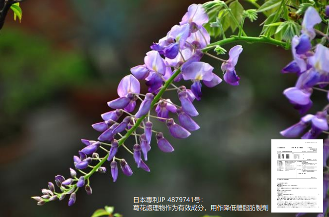 葛花為什麼價差這麼大,為什麼日本吃葛花就能不胖,懶人抑制肥胖 葛花為什麼價差這麼大,為什麼日本吃葛花就能不胖,懶人抑制肥胖必選 Greengold葛花纖 葛花萃取如何達到減脂作用?