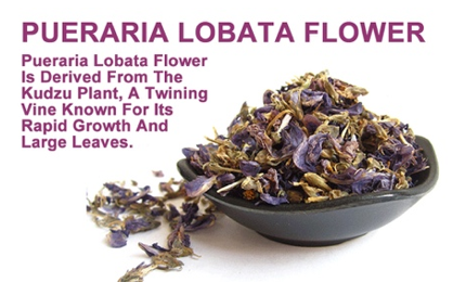 葛花為什麼價差這麼大,為什麼日本吃葛花就能不胖,懶人抑制肥胖 葛花為什麼價差這麼大,為什麼日本吃葛花就能不胖,懶人抑制肥胖