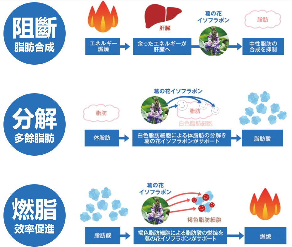 葛花為什麼價差這麼大,為什麼日本吃葛花就能不胖,懶人抑制肥胖 作用在『肝臟』,抑制脂肪合成,作用在『白色脂肪』,分解多餘脂肪,作用在『棕色脂肪』,產生熱能燃燒熱量